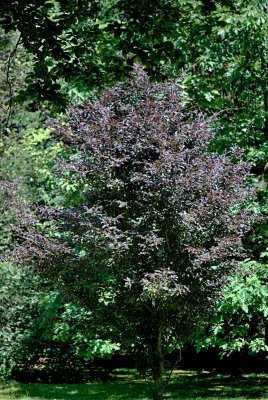 Fagus sylvatica 'Rohanii' - buk lesní - letní habitus (22)